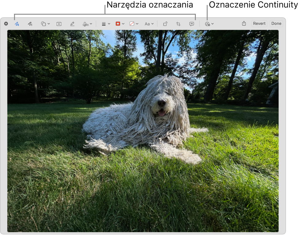 Obrazek w oknie oznaczeń. U góry widoczny jest pasek narzędzi oznaczeń, zawierający narzędzie umożliwiające użycie Oznaczeń Continuity na znajdującym się w pobliżu iPhonie lub iPadzie.