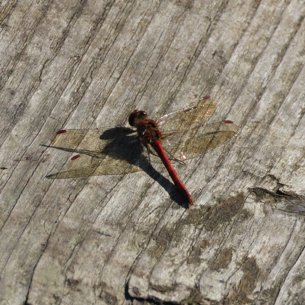 Common Darter Dragonfly