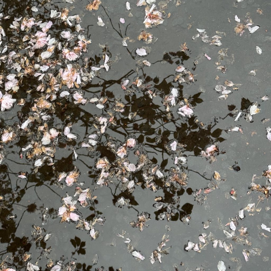 blossom petals lying on a puddle with the branches they fell from reflected.