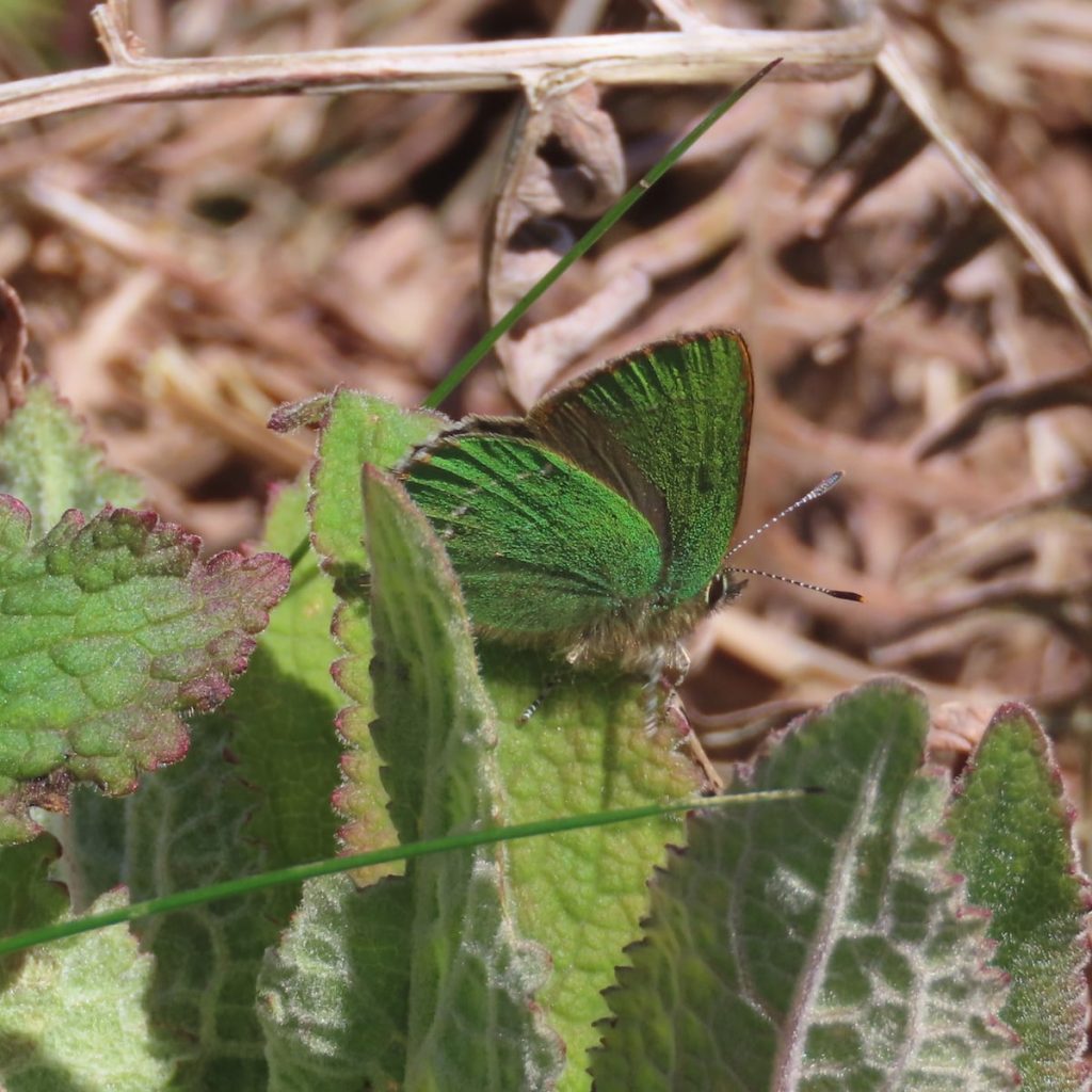 Green Hairstreak Butterfly