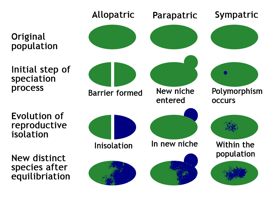 Speciation