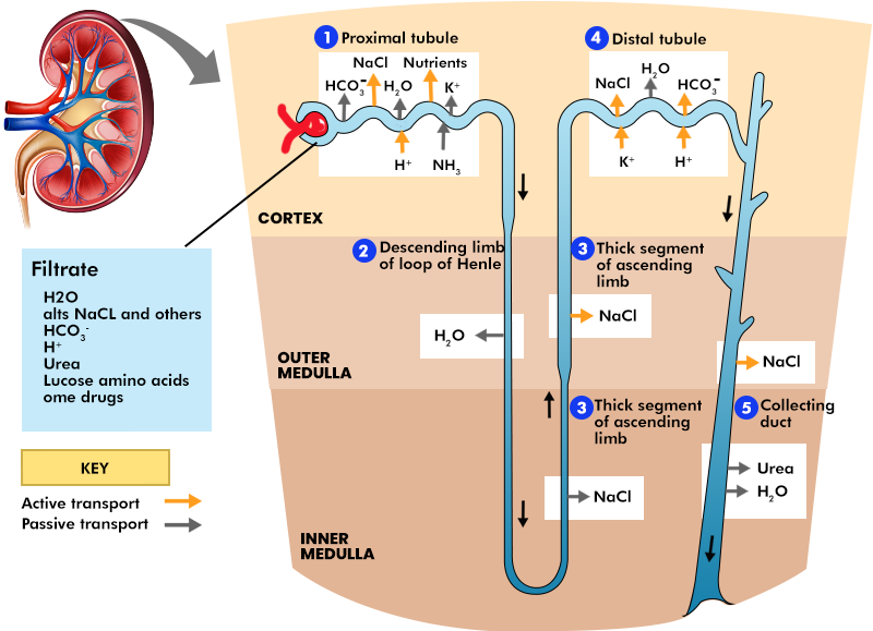 Structure of Nephron