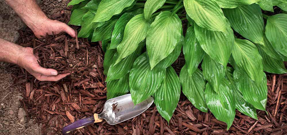 Mulch