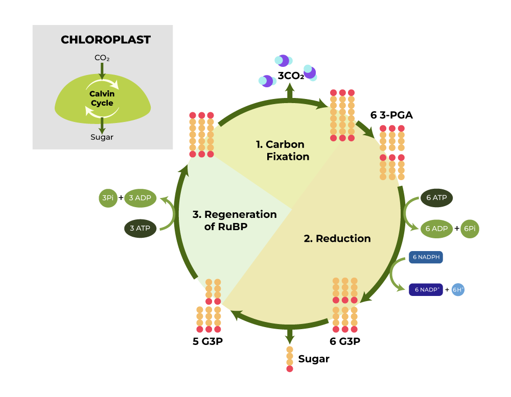 Calvin Cycle