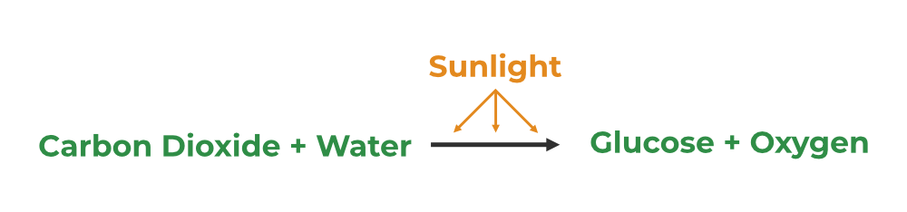 Photosynthesis Equation