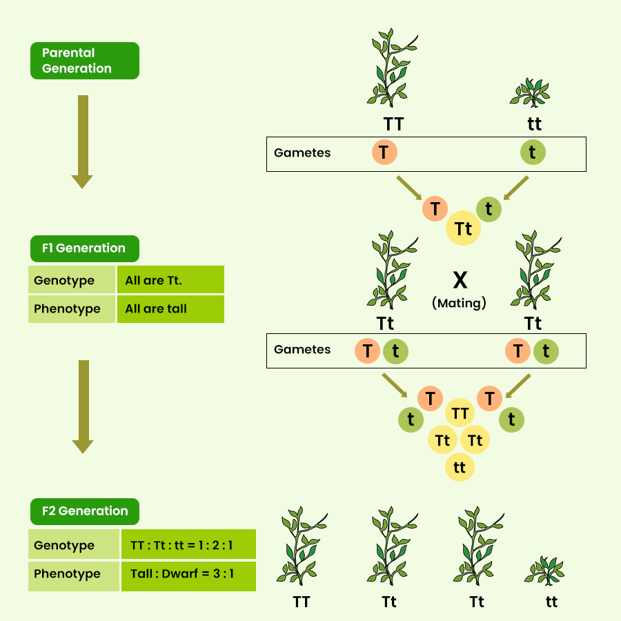 Monohybrid Cross