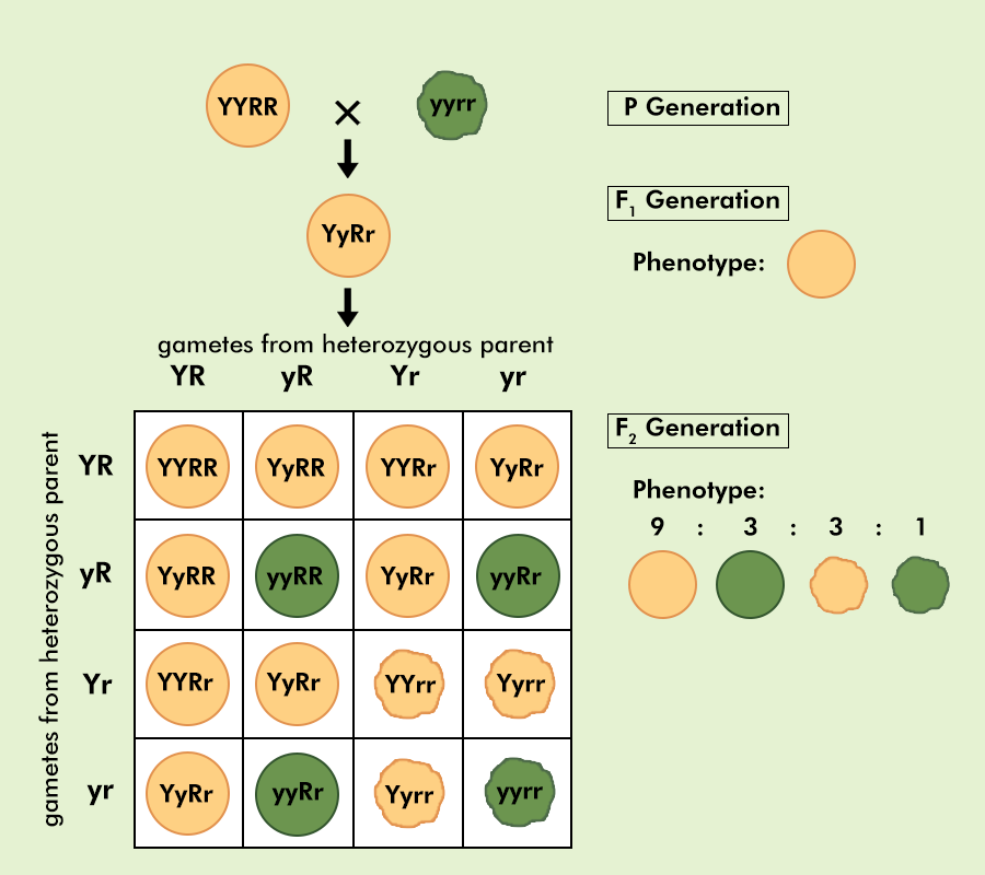 Dihybrid Cross