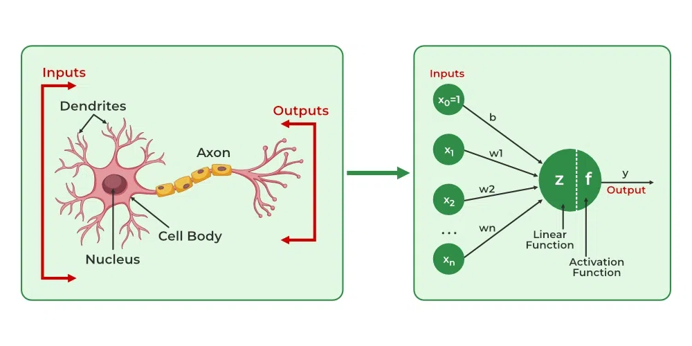 Biological neurons to Artificial neurons - Geeksforgeeks