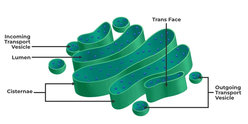 Golgi Apparatus