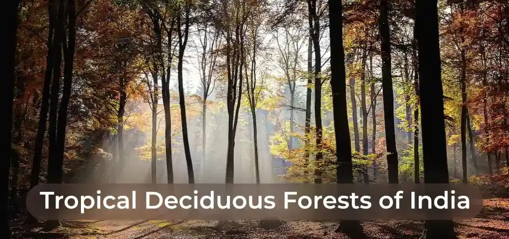 Tropical Deciduous forests of India