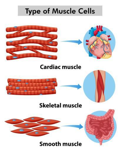 Types of Muscles