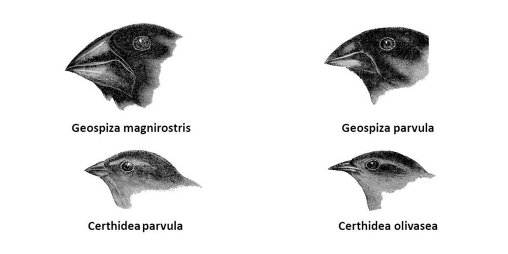 Adaptive Radiation