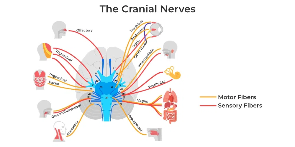 Cranial Nerves