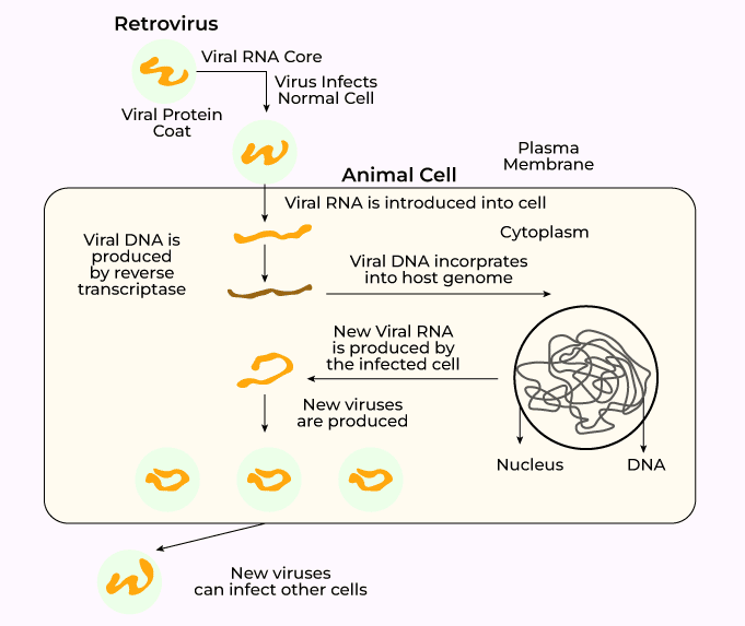 HIV Multiplication