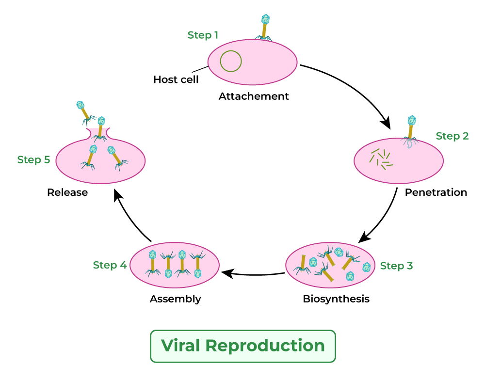 Viral-Reproduction.png