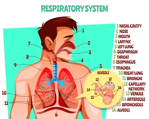 HumanRespiratorySystem