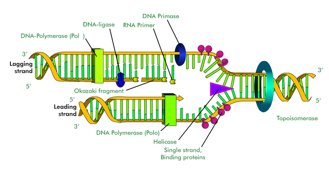DNAReplication