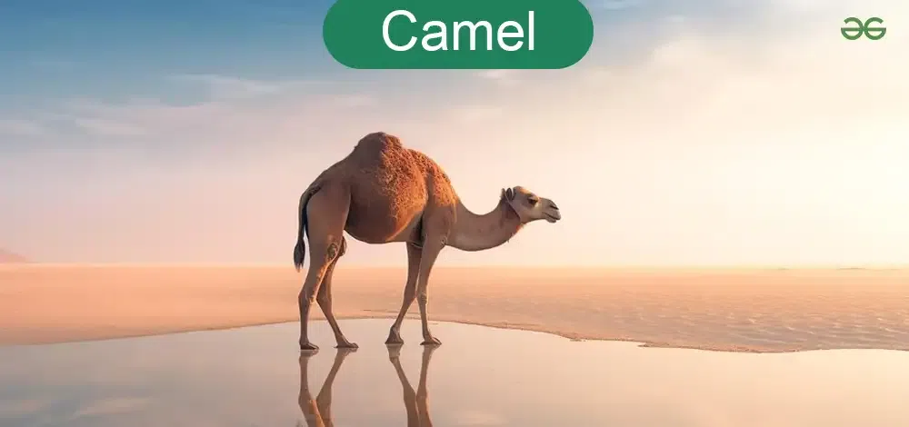 Camel-