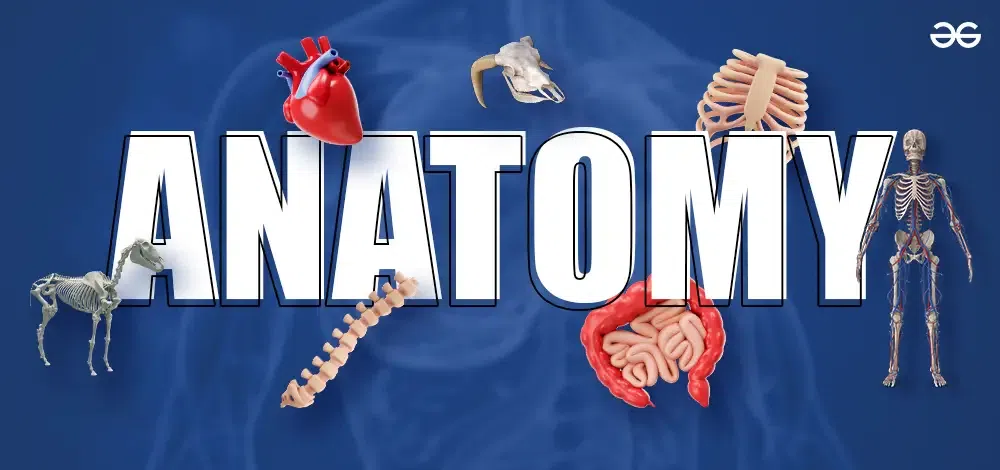 Anatomy