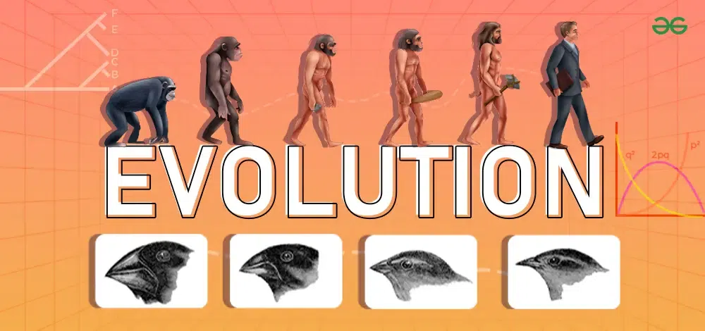 Evolution