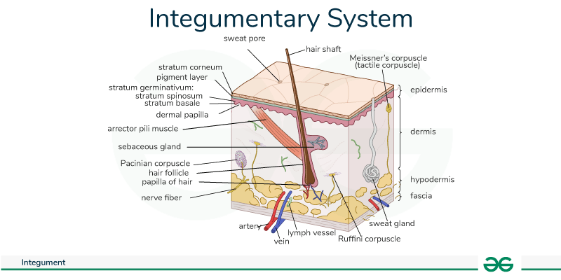 Integumentary-System