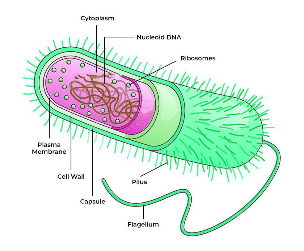 Bacterial-Cell