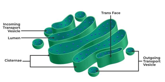 Golgi-Appratus-diagram-(2)