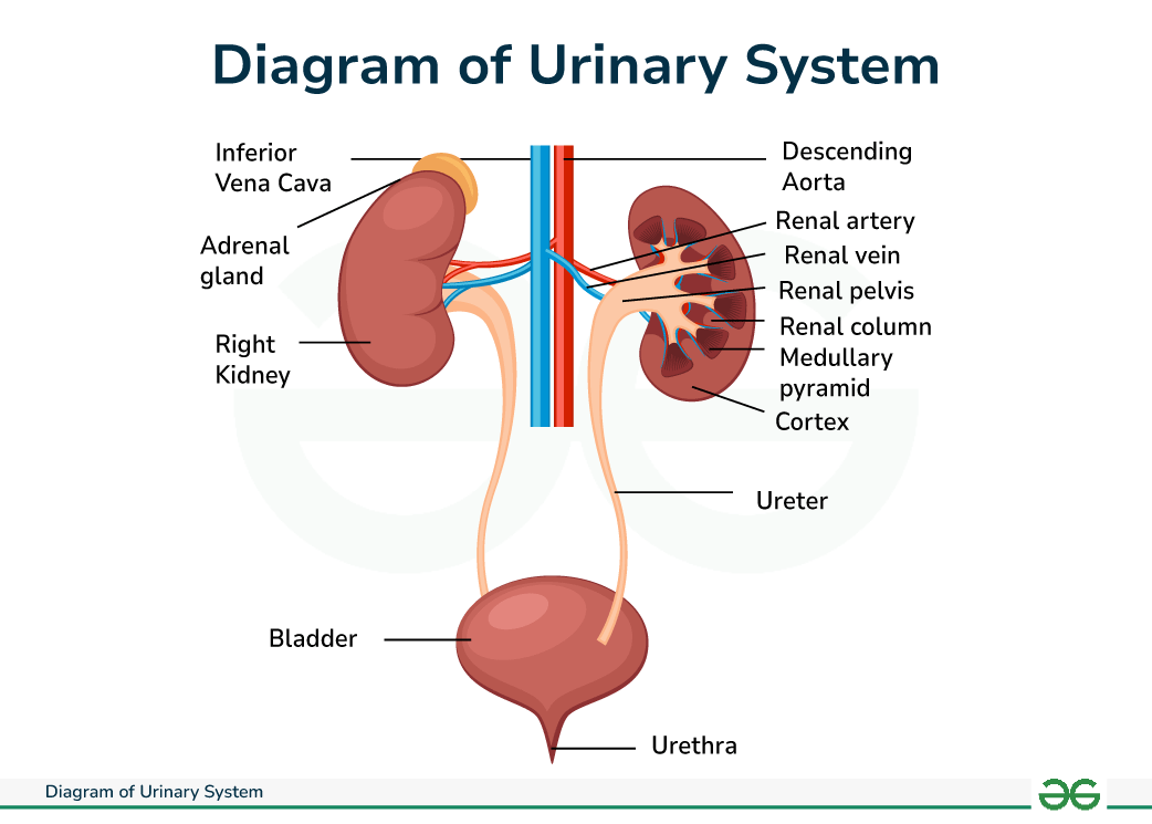 diagram-of-urinary-system