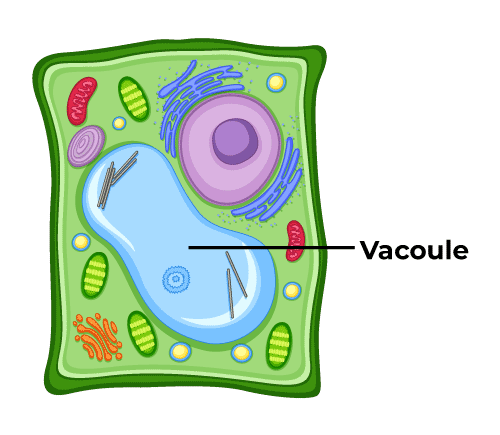 Vacoule