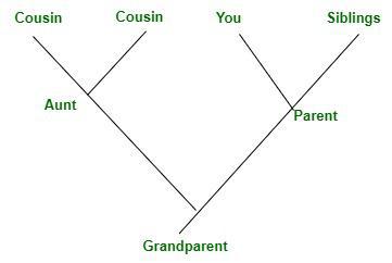 Phylogenetic-Tree