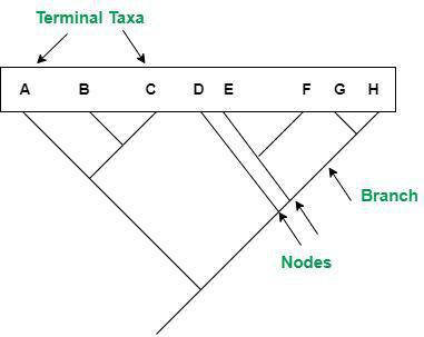 Parts-of-a-phylogenetic-tree