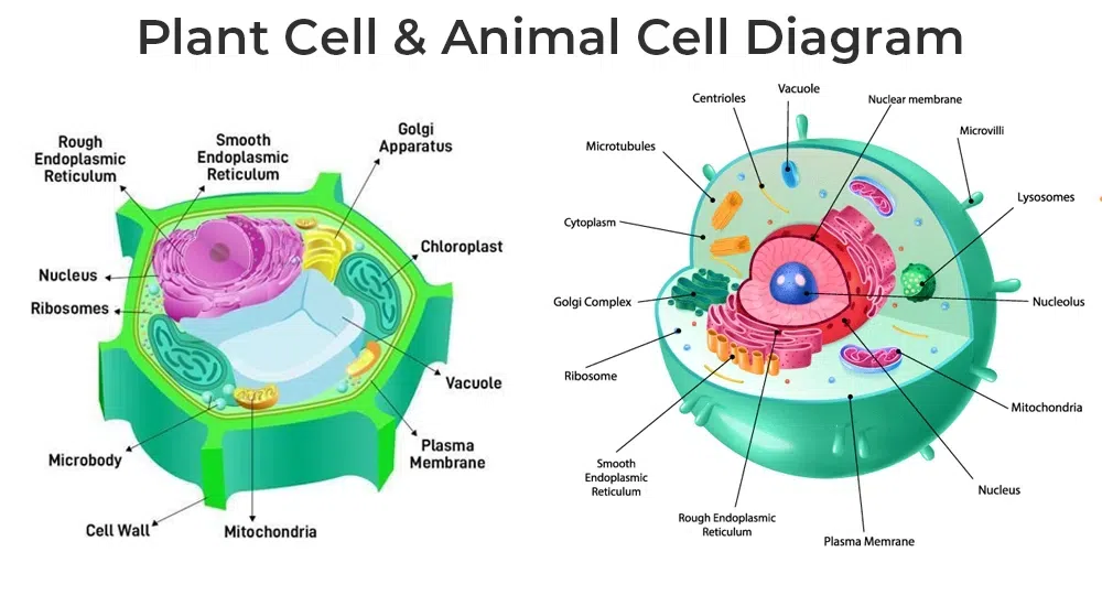Cell-Structure