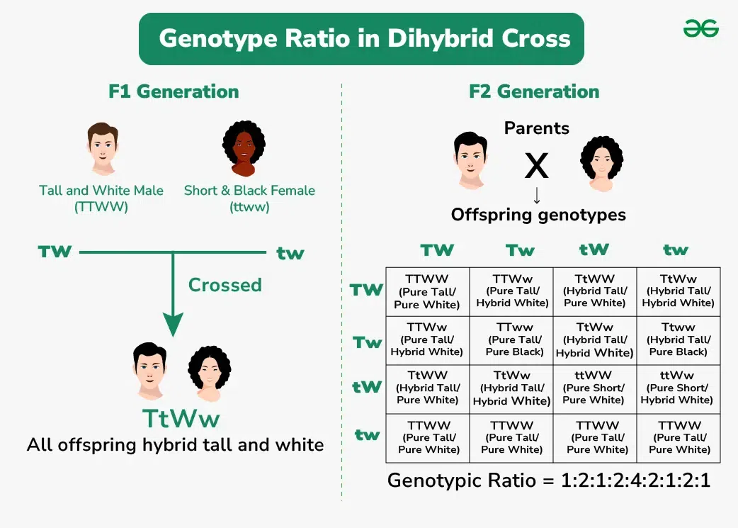 Genotype-ratio-in-Dihybrid-Cross-01