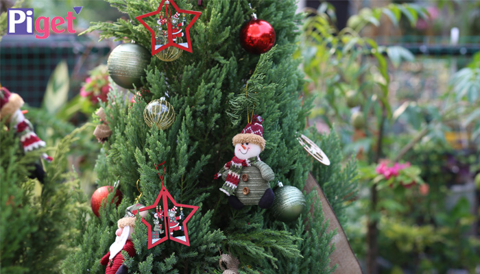 Kinh doanh cây thông noel Kinh doanh cây thông noel và phụ kiện